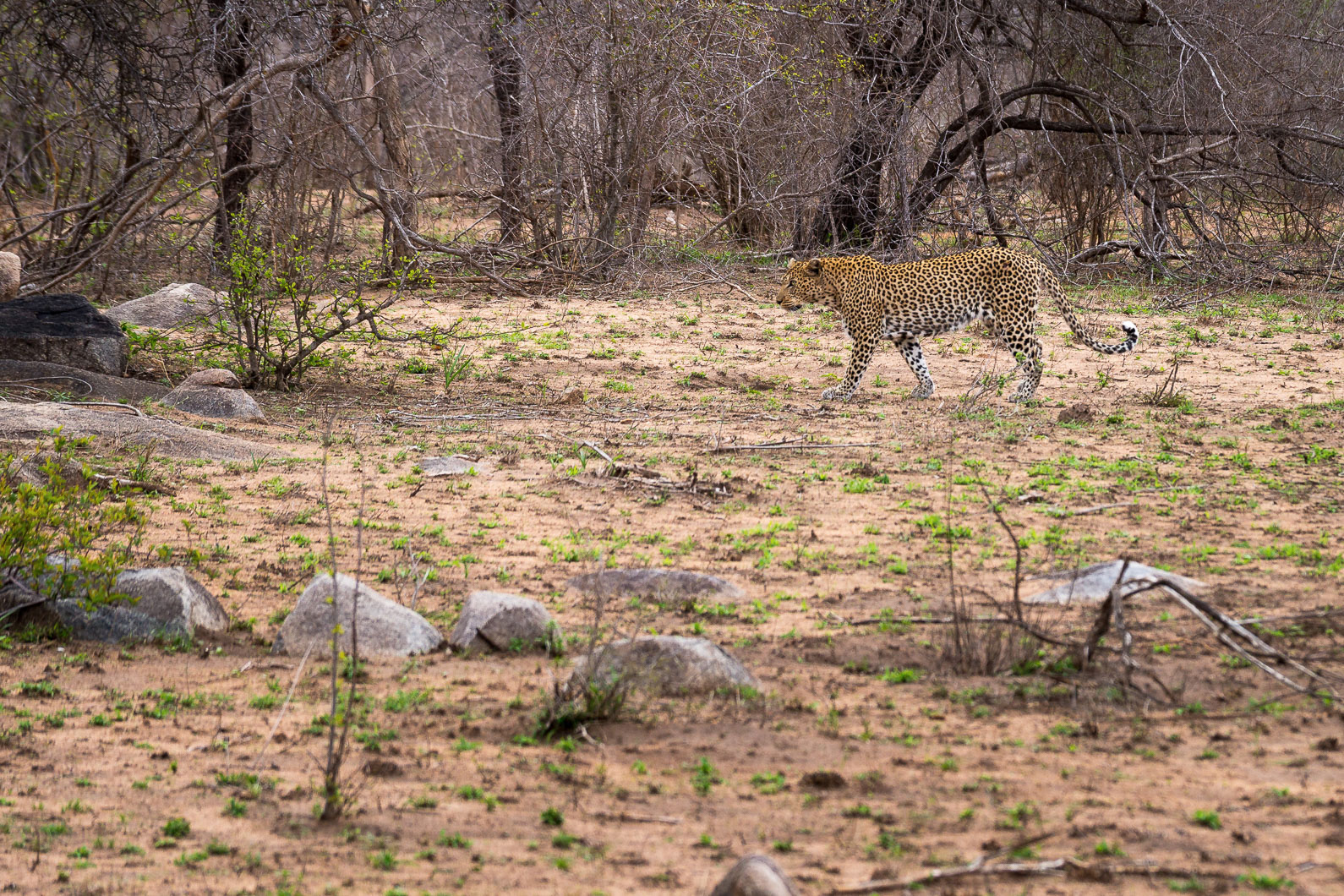 20161113 150712 Leopard